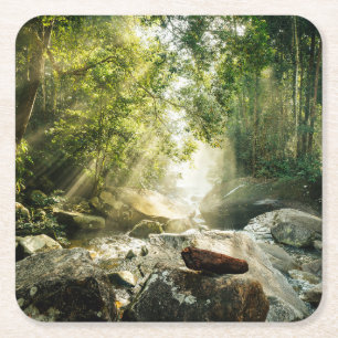 Porta-copo De Papel Quadrado Florestas   Floresta Tropical Selva