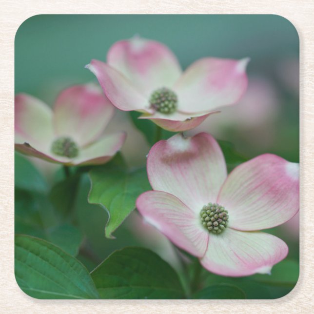 Porta-copo De Papel Quadrado Flowers | Dogwood Blossoms (Frente)