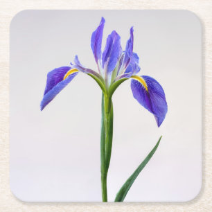 Porta-copo De Papel Quadrado Flowers   Purple Iris Flower
