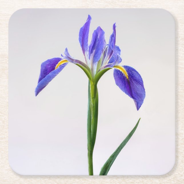 Porta-copo De Papel Quadrado Flowers | Purple Iris Flower (Frente)