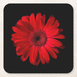 Porta-copo De Papel Quadrado Flowers   Red Gerbera Daisy