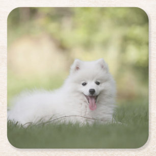 Porta-copo De Papel Quadrado Fluffy White Keeshond Puppy