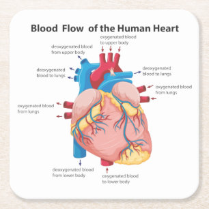 Porta-copo De Papel Quadrado Fluxo Sanguíneo do Coração Humano