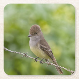 Porta-copo De Papel Quadrado Flycatcher