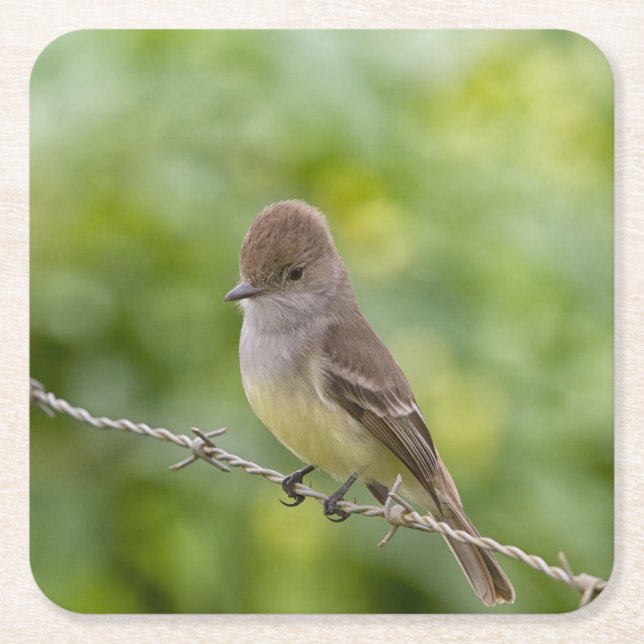 Porta-copo De Papel Quadrado Flycatcher (Frente)