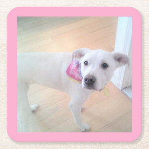 Porta-copo De Papel Quadrado Foto de Cachorro Branco Cachorro Gelado Rosa