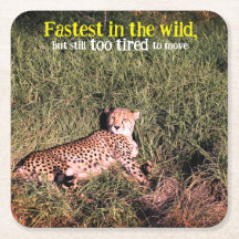 Foto de chita preguiçosa