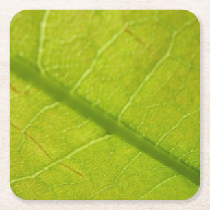 Porta-copo De Papel Quadrado Fotografia Botânica de Folhas Verdes da Natureza