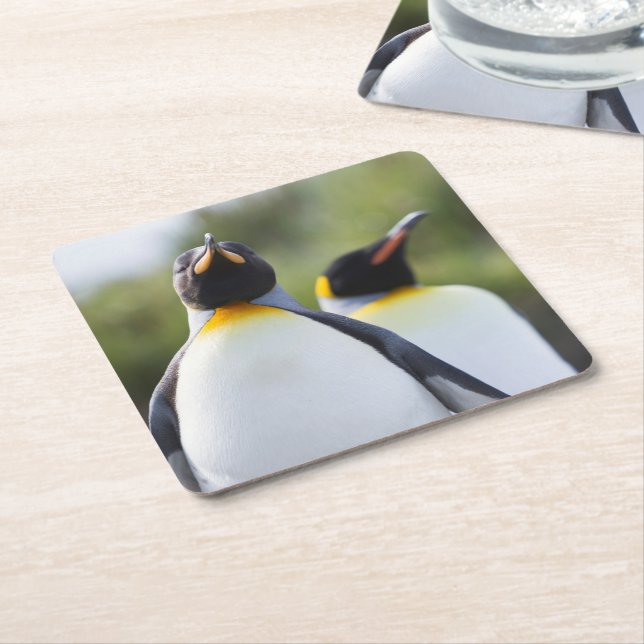 Porta-copo De Papel Quadrado Fotografia orgulhosa do rei dos pinguins (Inclinado)