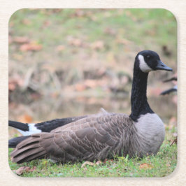 Porta-copo De Papel Quadrado Ganso