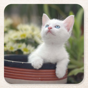 Porta-copo De Papel Quadrado Gatinho branco turco