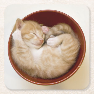 Porta-copo De Papel Quadrado Gatinho do sono