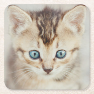 Porta-copo De Papel Quadrado Gatinho Eyed azul