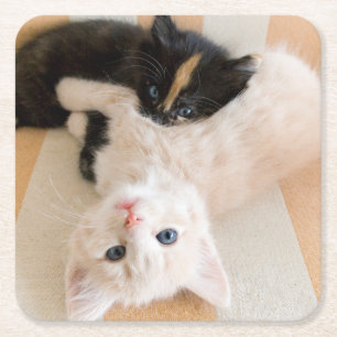 Porta-copo De Papel Quadrado Gatinhos brancos e pretos