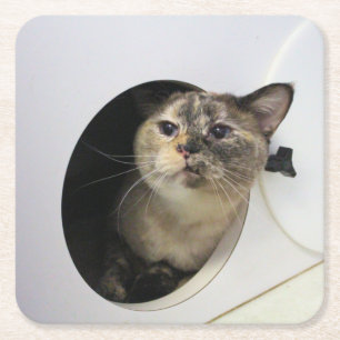 Porta-copo De Papel Quadrado Gato