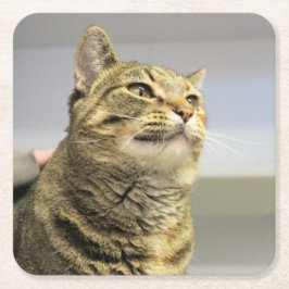 Porta-copo De Papel Quadrado Gato