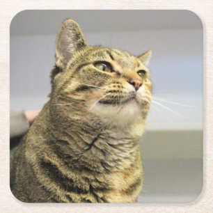 Porta-copo De Papel Quadrado Gato