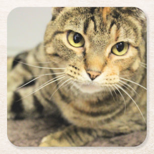 Porta-copo De Papel Quadrado Gato