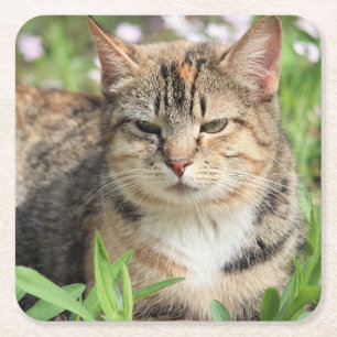 Porta-copo De Papel Quadrado Gato