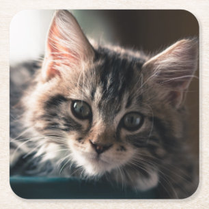 Porta-copo De Papel Quadrado Gato de gato malhado masculino novo 2