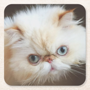 Porta-copo De Papel Quadrado Gato em uma caixa