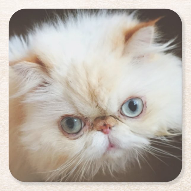 Porta-copo De Papel Quadrado Gato em uma caixa (Frente)