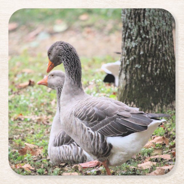 Porta-copo De Papel Quadrado Geese (Frente)