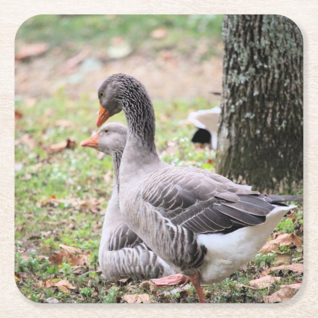 Porta-copo De Papel Quadrado Geese (Frente)