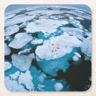 Porta-copo De Papel Quadrado Gelo e neve   Urso Polar, Oceano Ártico, Svalbard