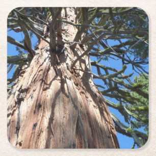 Porta-copo De Papel Quadrado Gigante da Califórnia