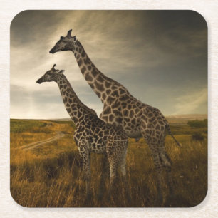 Porta-copo De Papel Quadrado Girafas e a paisagem