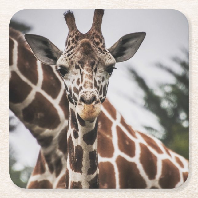 Porta-copo De Papel Quadrado Giraffe cabeça Giraffe pelo animal impressão afric (Frente)