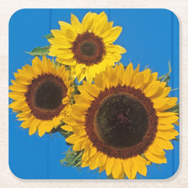 Porta-copo De Papel Quadrado Girassóis contra cerca azul (Frente)