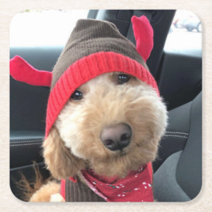 Porta-copo De Papel Quadrado Goldendoodle bonitinho em sua roupa de Natal