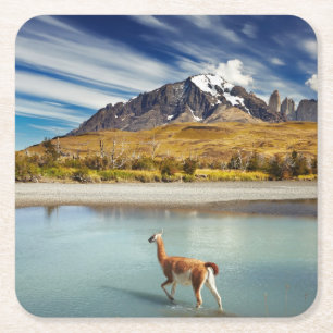 Porta-copo De Papel Quadrado Guanaco que cruza o rio em Torres del Paine