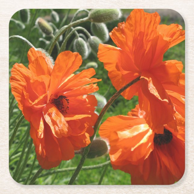 Porta-copo De Papel Quadrado Harvest Moon Oriental Poppy (Frente)