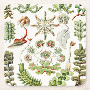Porta-copo De Papel Quadrado Hepaticae Lebermoose por Ernst Haeckel