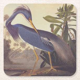 Porta-copo De Papel Quadrado Herão da Louisiana ou Herão Tricolor de Audubon