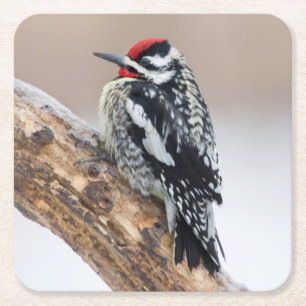 Porta-copo De Papel Quadrado Homem-bode-saco-de-barriga-amarela