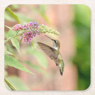 Porta-copo De Papel Quadrado Hummingbird numa floração