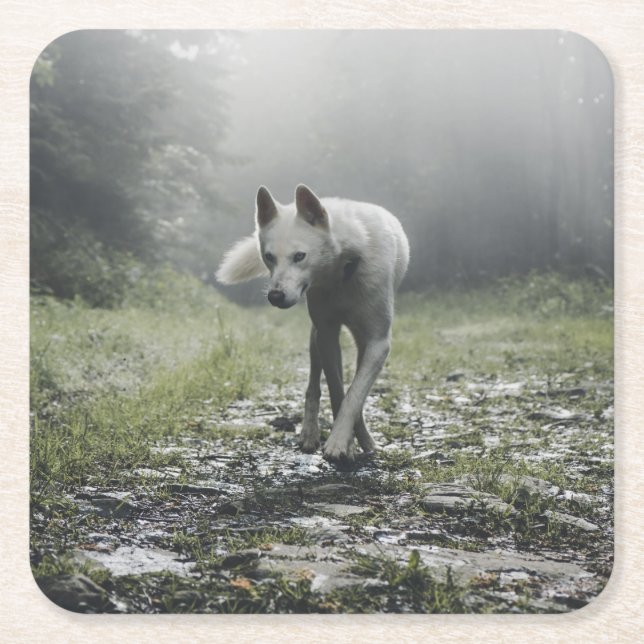 Porta-copo De Papel Quadrado Husky Siberiano Branco (Frente)