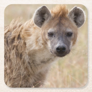 Porta-copo De Papel Quadrado Hyena
