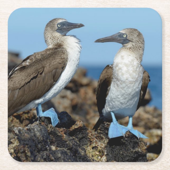 Porta-copo De Papel Quadrado Ilhas Galápagos, Ilha de Isabela (Frente)