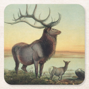Porta-copo De Papel Quadrado Ilustração de Livro Antigo de 1861 - Veado Wapiti