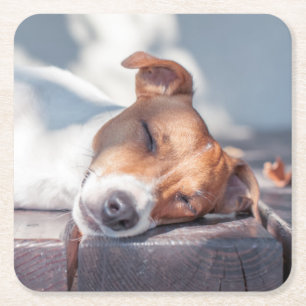 Porta-copo De Papel Quadrado Jack Russel no patamar do outono