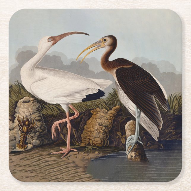 Porta-copo De Papel Quadrado John James Audubon White Ibis Bird Print Classic (Frente)