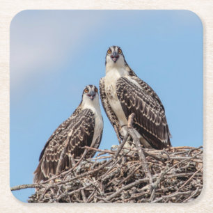 Porta-copo De Papel Quadrado Juvenil Osprey no ninho