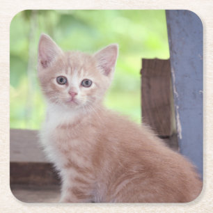 Porta-copo De Papel Quadrado Kitten