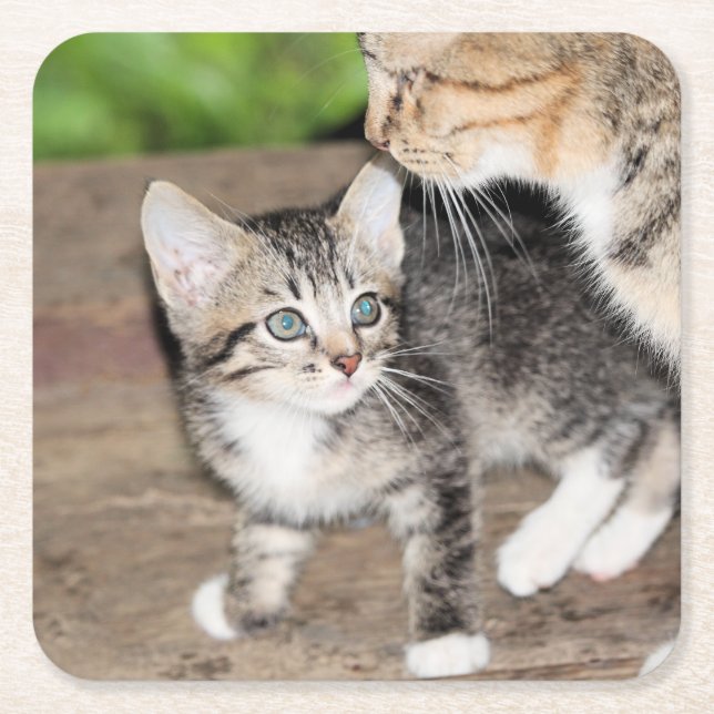Porta-copo De Papel Quadrado Kitten (Frente)
