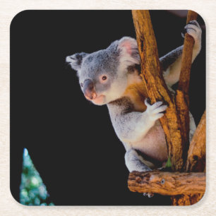 Porta-copo De Papel Quadrado Koala Cute em Cinza